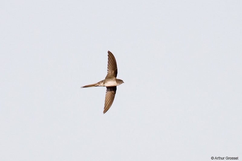 Fork-tailed Palm Swift - ML206101481