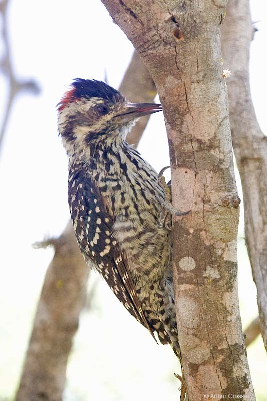 Striped Woodpecker - Arthur Grosset