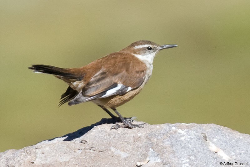 White-winged Cinclodes - ML206101711