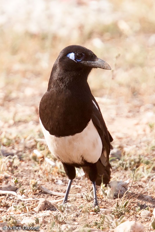 Maghreb Magpie - ML206101931
