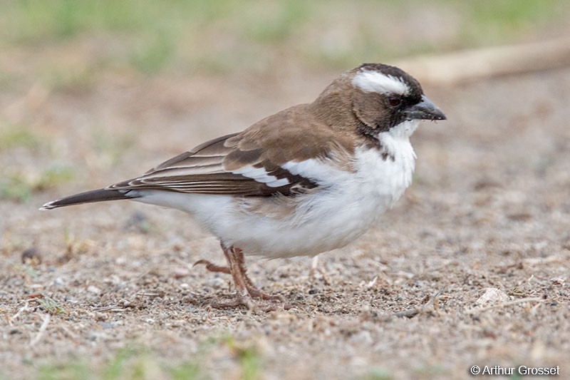 White-browed Sparrow-Weaver (Black-billed) - Arthur Grosset