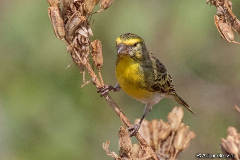 White-bellied Canary - ML206102481