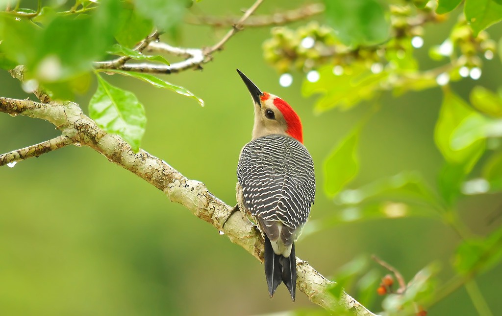 Golden-fronted Woodpecker (Velasquez's) - Augusto Faustino