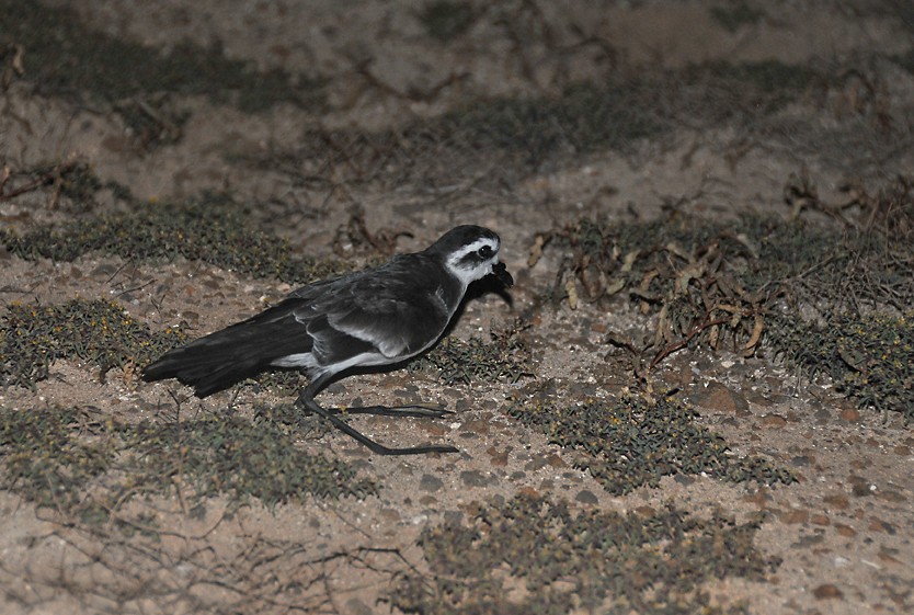 White-faced Storm-Petrel - Augusto Faustino