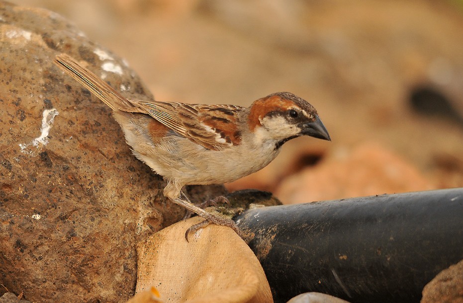 Cape Verde Sparrow - ML206103421