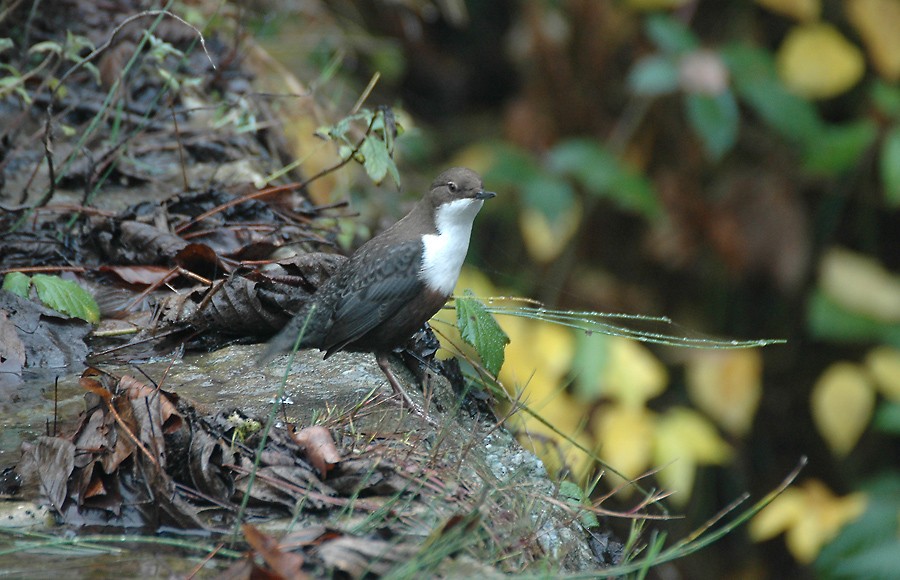 White-throated Dipper - Augusto Faustino