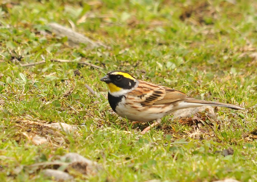Yellow-throated Bunting - Augusto Faustino