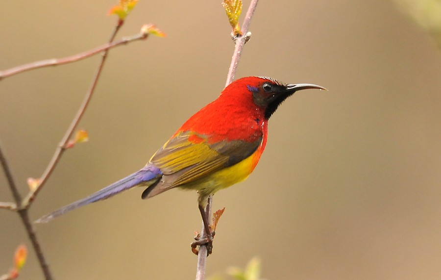 Mrs. Gould's Sunbird (Scarlet-breasted) - Augusto Faustino
