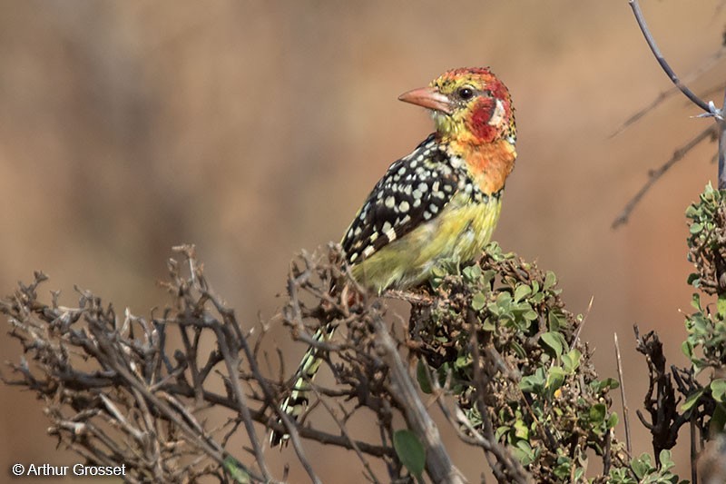 Red-and-yellow Barbet - Arthur Grosset