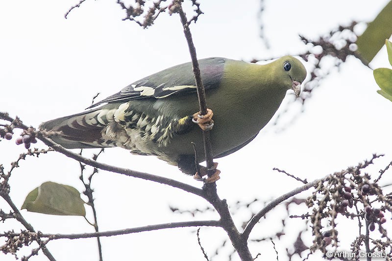 Madagascar Green-Pigeon - ML206104681