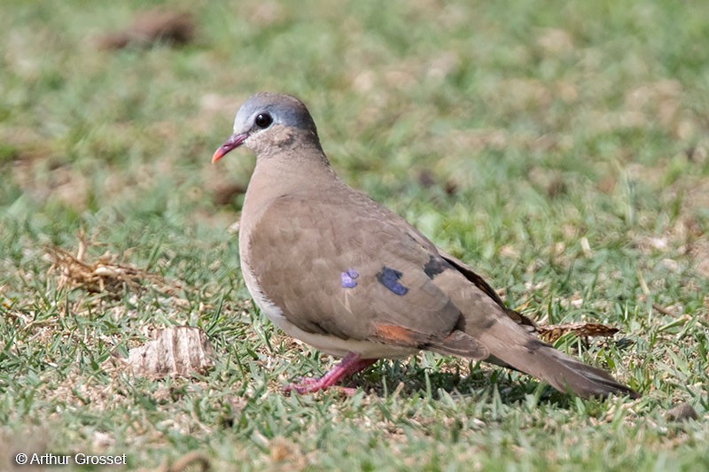 Blue-spotted Wood-Dove - Arthur Grosset