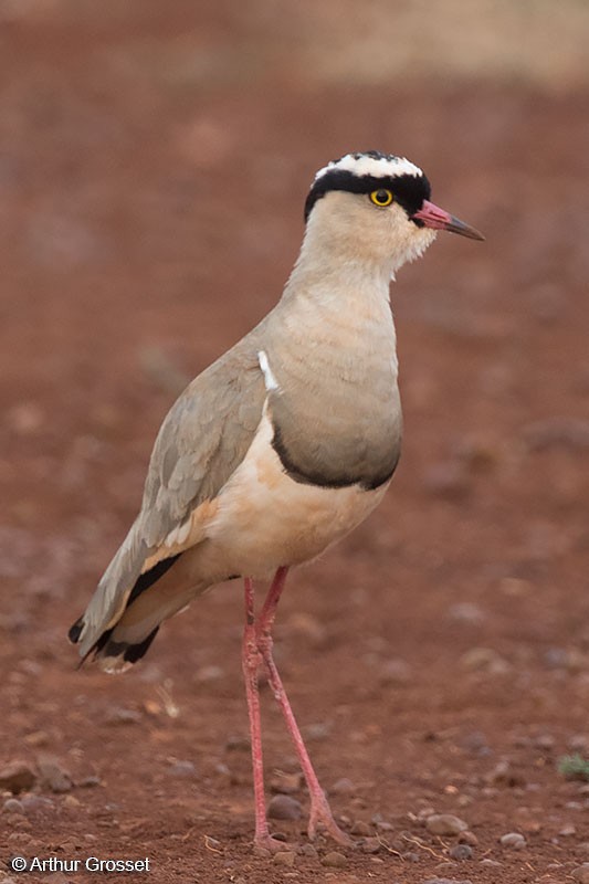 Crowned Lapwing - ML206104821