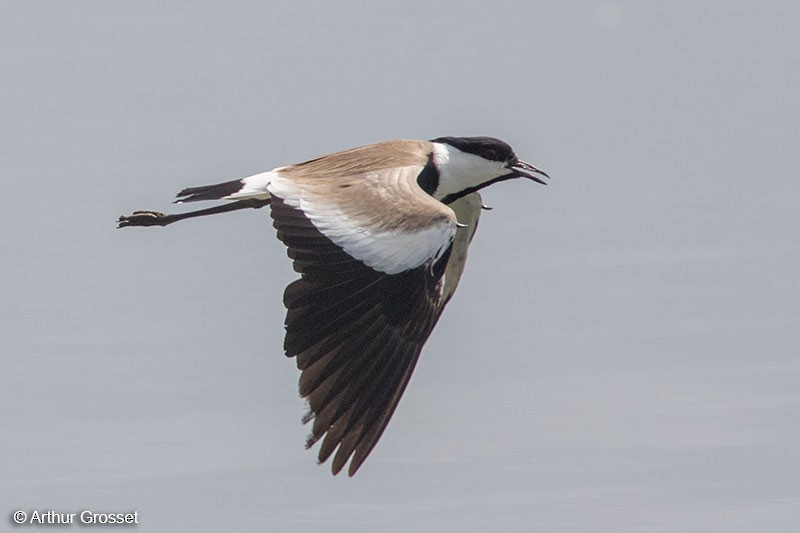 Spur-winged Lapwing - Arthur Grosset