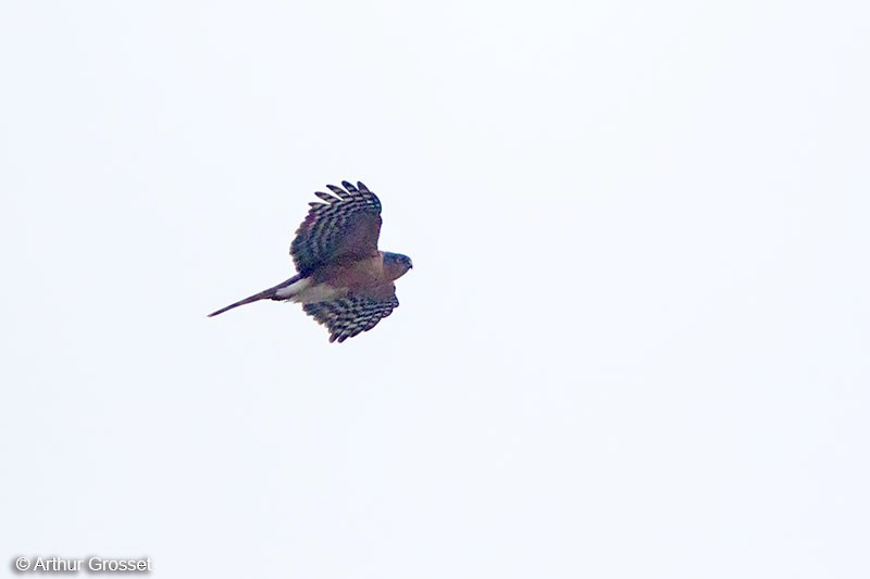 Rufous-breasted Sparrowhawk (Ethiopian) - ML206105031