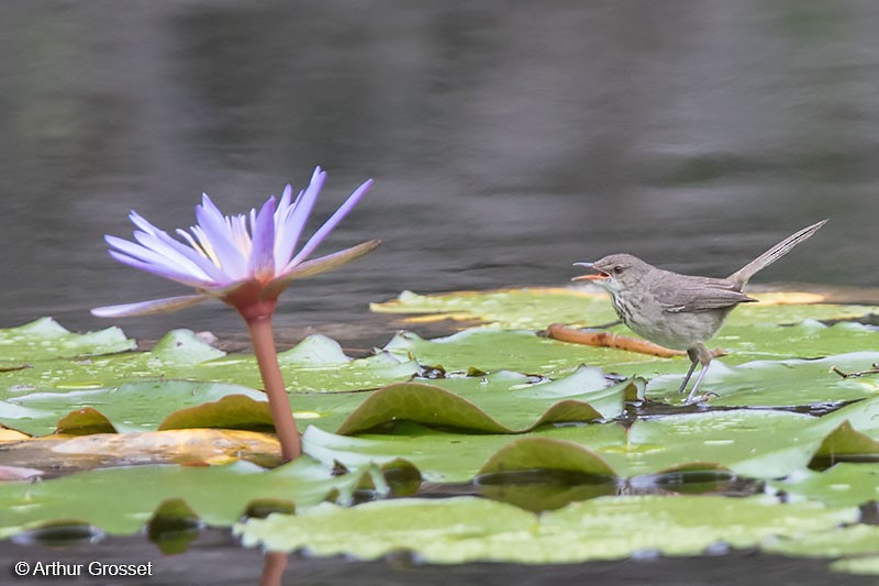 Madagascar Swamp Warbler - Arthur Grosset