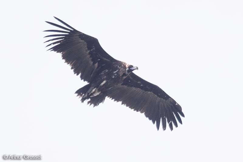 Cinereous Vulture - Arthur Grosset