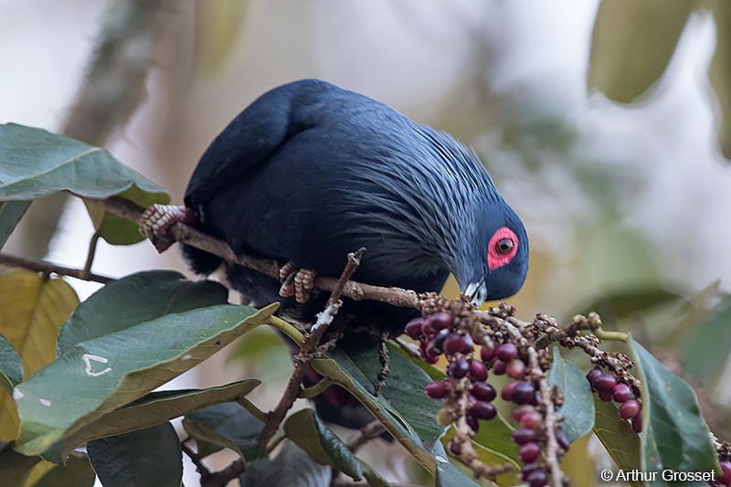 Madagascar Blue-Pigeon - Arthur Grosset
