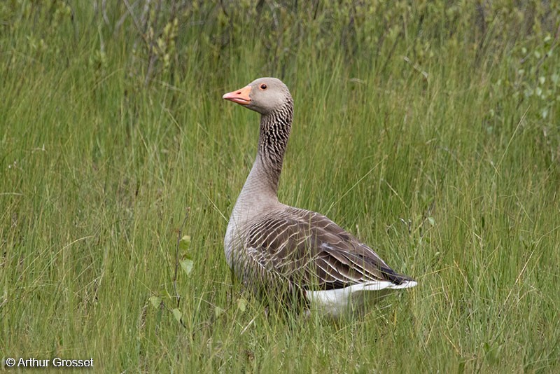 Graylag Goose (European) - Arthur Grosset