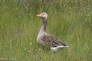 Graylag Goose (European), ML206105281