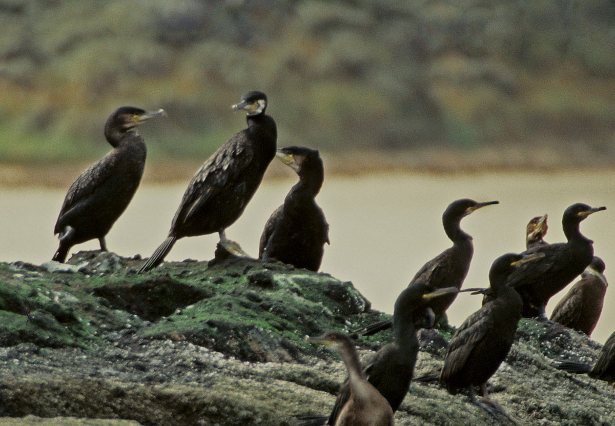 Great Cormorant (North Atlantic) - Zsuzsanna Guba