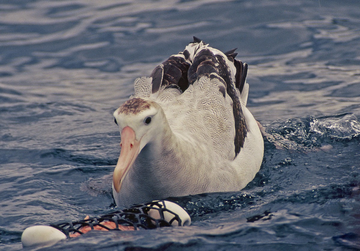 Antipodean Albatross (Gibson's) - Zsuzsanna Guba