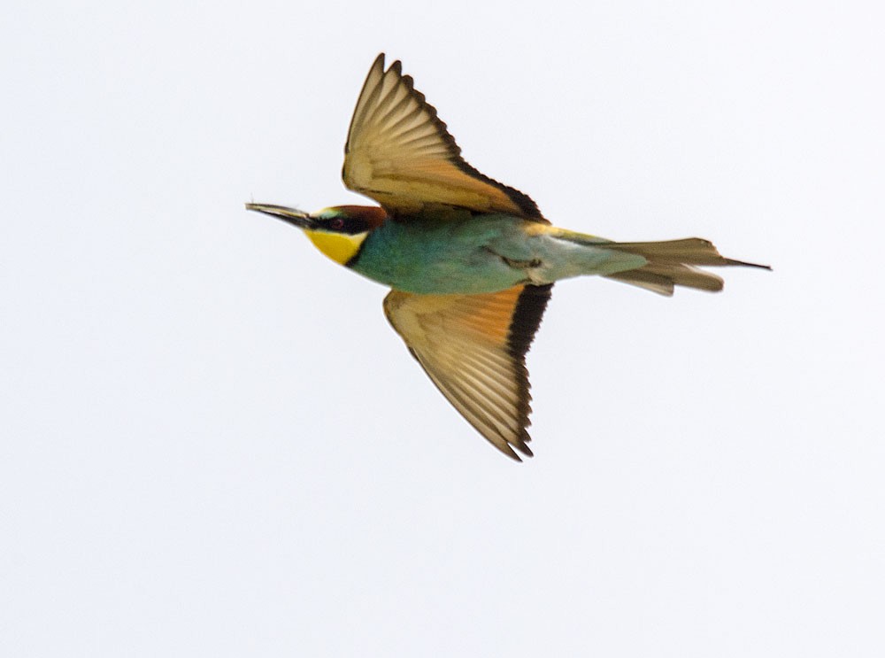 European Bee-eater - ML206106671