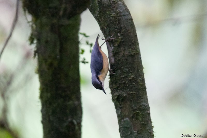 White-tailed Nuthatch - ML206107191