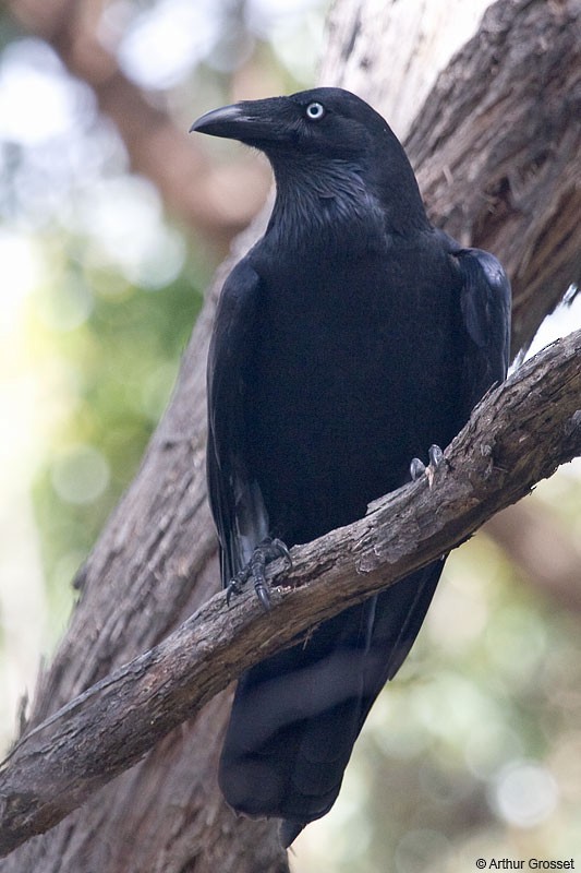 Cuervo de Tasmania - ML206107311