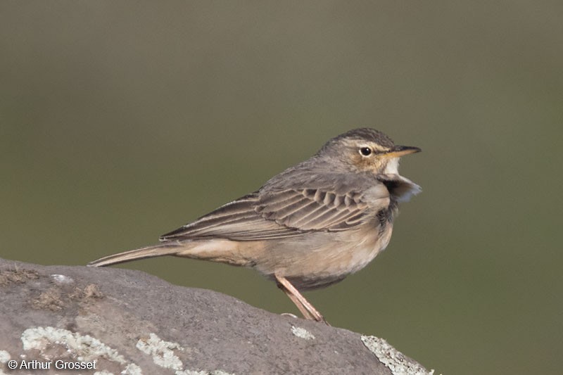 Long-billed Pipit (East African) - ML206107511