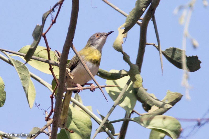 Yellow-breasted Apalis (Yellow-breasted) - ML206107531