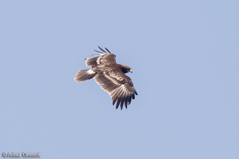 Greater Spotted Eagle - ML206107601