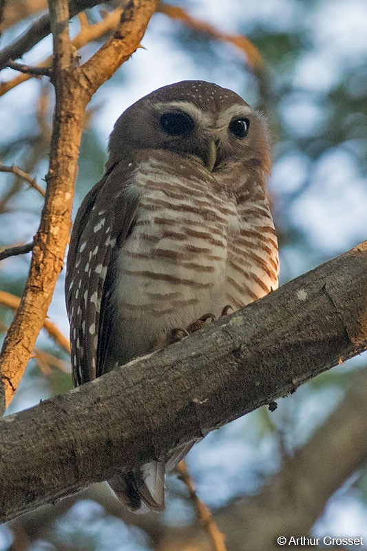 White-browed Owl - Arthur Grosset