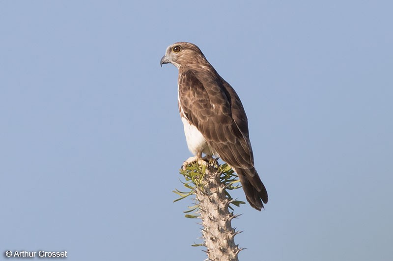 Madagascar Cuckoo-Hawk - Arthur Grosset