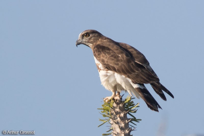 Madagascar Cuckoo-Hawk - Arthur Grosset
