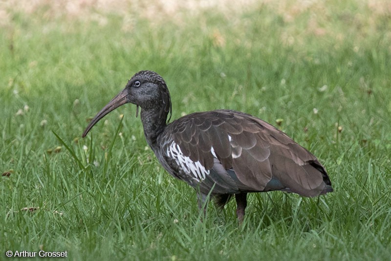 ibis etiopský - ML206107841