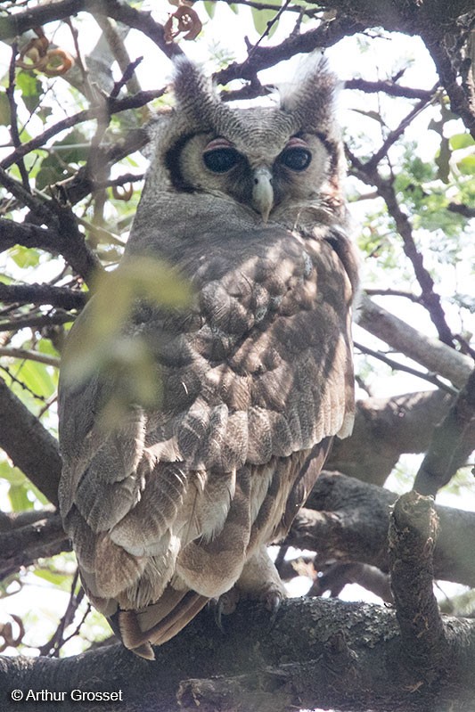 Verreaux's Eagle-Owl - Arthur Grosset