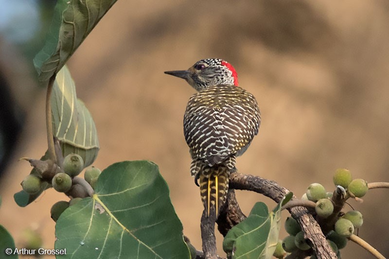 Nubian Woodpecker - ML206108121
