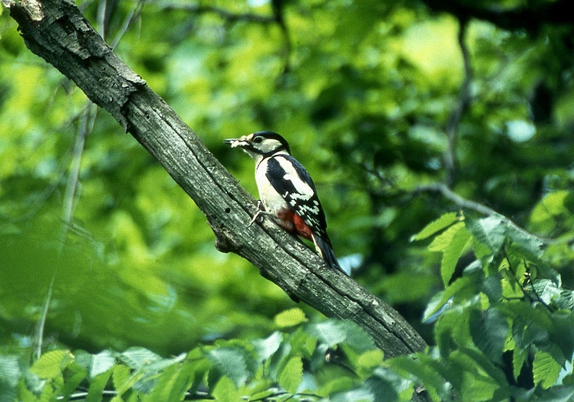 Great Spotted Woodpecker - gab zeke
