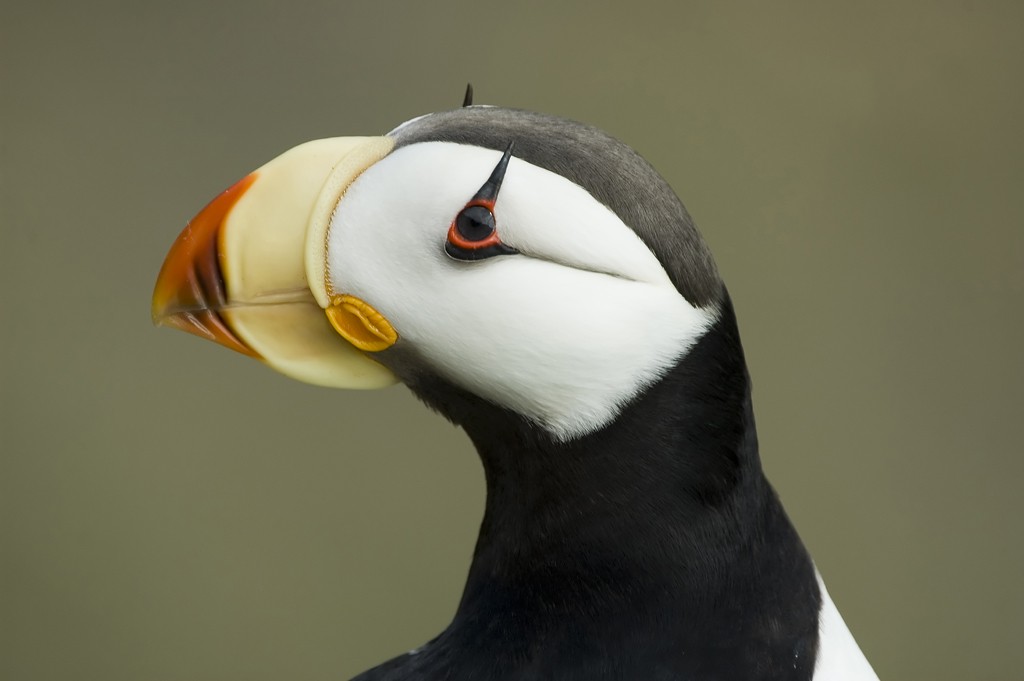 Horned Puffin - Augusto Faustino