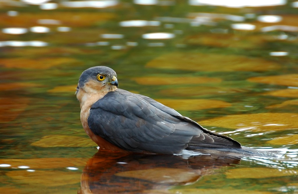 Rufous-breasted Sparrowhawk (Rufous-breasted) - Augusto Faustino
