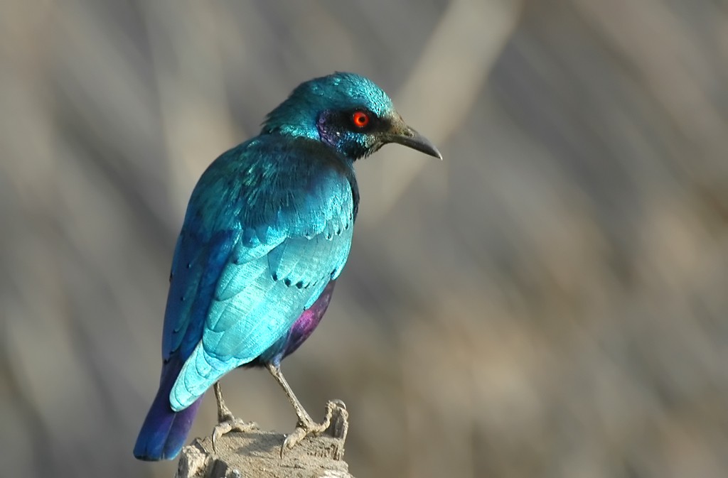 Bronze-tailed Starling - ML206108931
