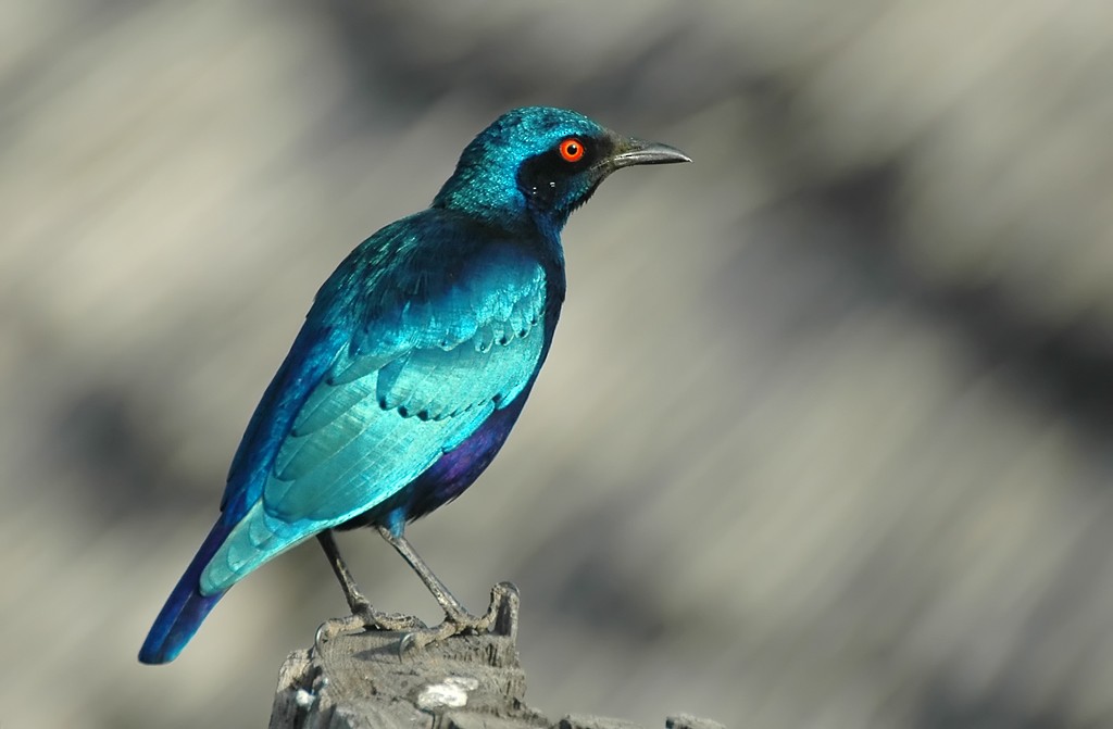 Bronze-tailed Starling - ML206108941
