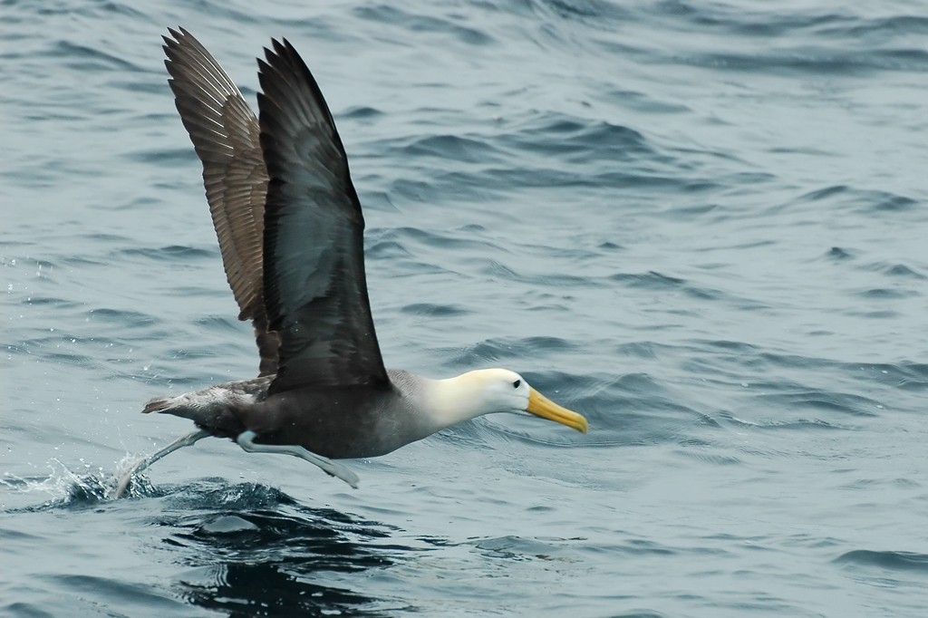 Waved Albatross - Augusto Faustino