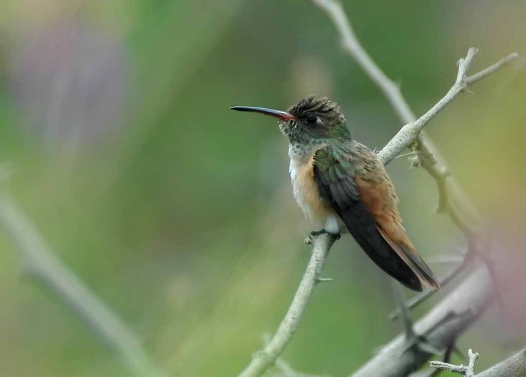 Amazilia Hummingbird (White-throated) - Augusto Faustino