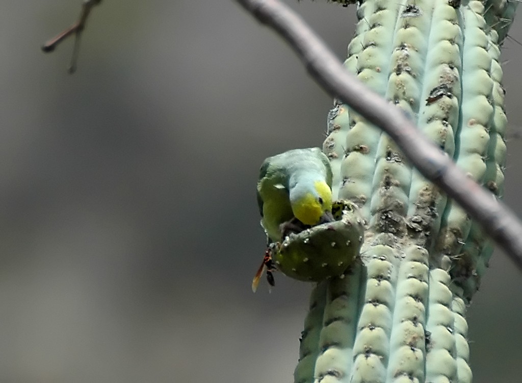 Yellow-faced Parrotlet - Augusto Faustino