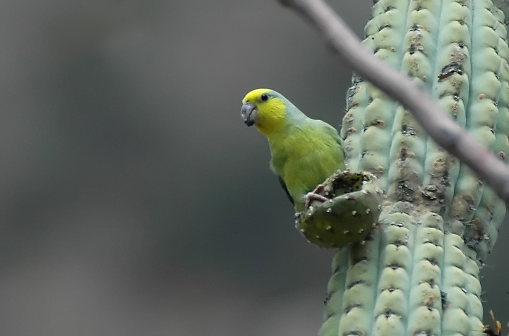 Yellow-faced Parrotlet - Augusto Faustino