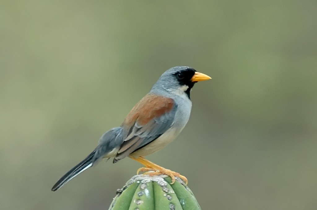 Buff-bridled Inca-Finch - Augusto Faustino