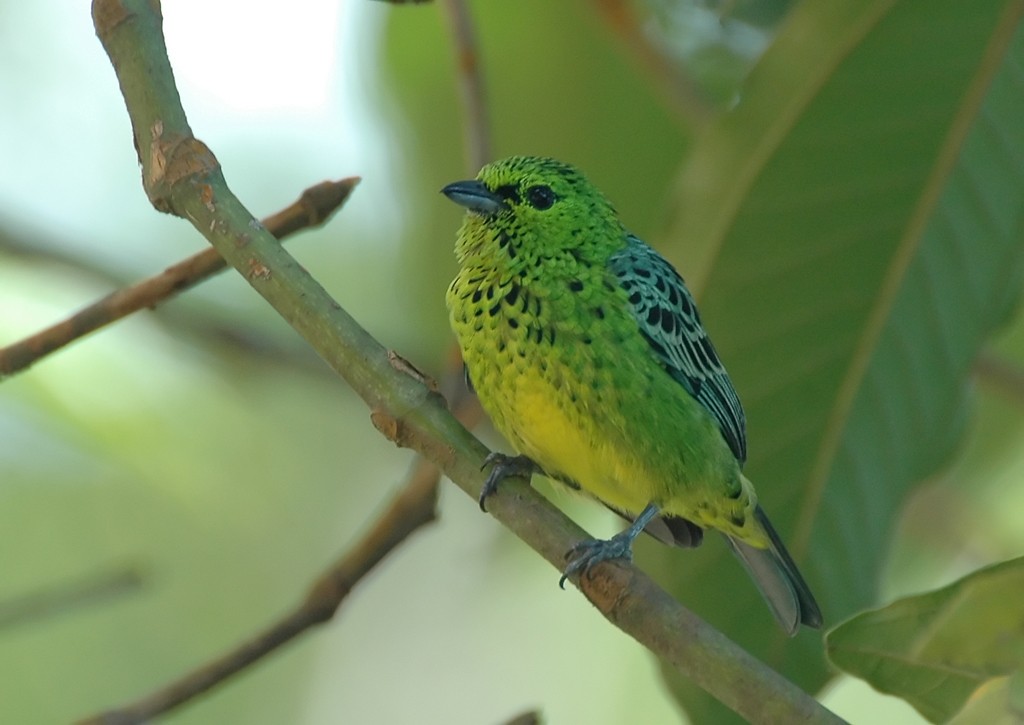 Yellow-bellied Tanager - ML206109411