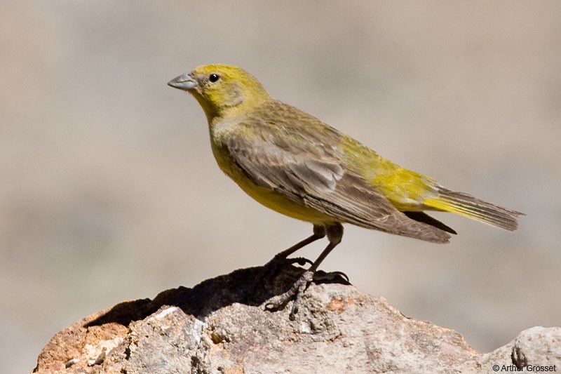 Greater Yellow-Finch - Arthur Grosset
