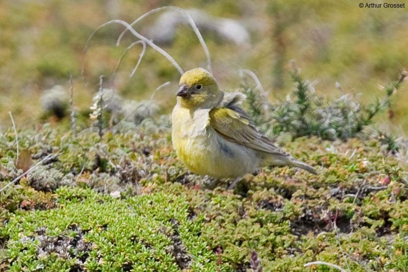 Patagonian Yellow-Finch - Arthur Grosset